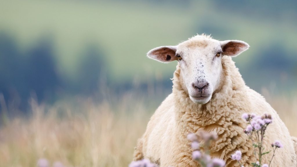 Ein gesundes, ausgewachsenes Schaf, das auf einer Wiese steht. Nur gesunde Tiere kommen als Aqiqa oder Adak infrage.