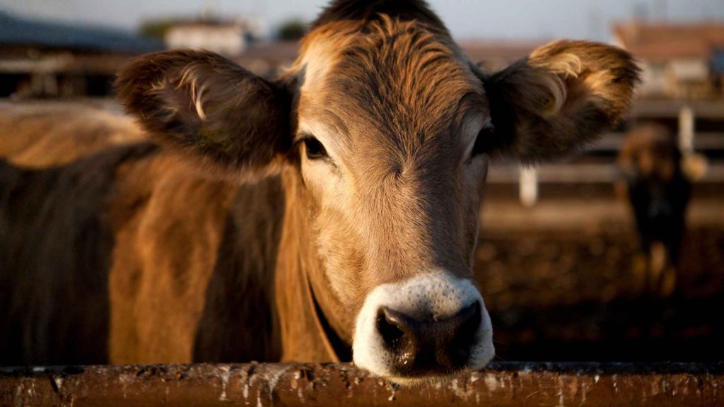 Eine gesunde, braune Kuh, die beispielhaft für Tiere steht, die man zum Opferfest spenden kann.