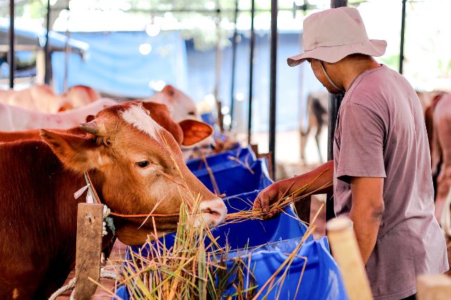 Ein Mann in Nepal füttert eine Kuh für das Kurban-Fest.
